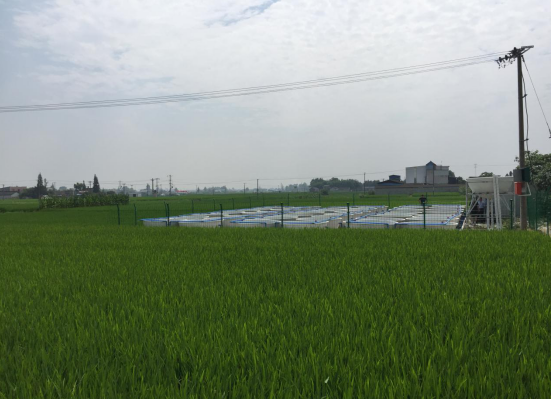 四川什邡：新型稻漁種養循環現代農業園區放魚儀式啟動